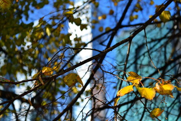 autumn yellow leaves on a birch branch in the blue sky