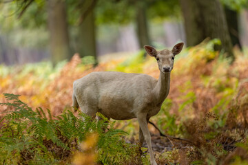 A female fallow deer walking through a forest at a cloudy day in autumn in Hesse, Germany.