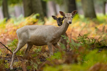 A female fallow deer walking through a forest at a cloudy day in autumn in Hesse, Germany.