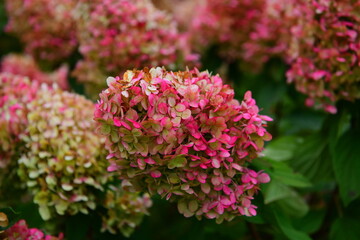 pink flowers in Alexander garden near the Kremlin in Moscow