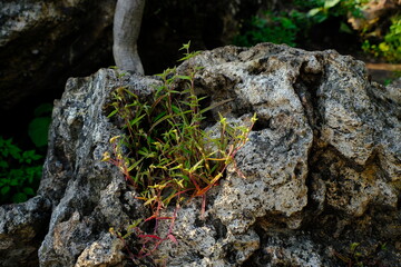a small tree growing on the rock