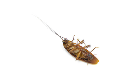 cockroach isolated on white background. It's an animal in a group of insects that people hate,  diseased,  disgusting.
