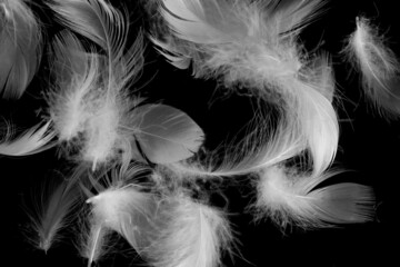 white duck feathers on a black isolated background
