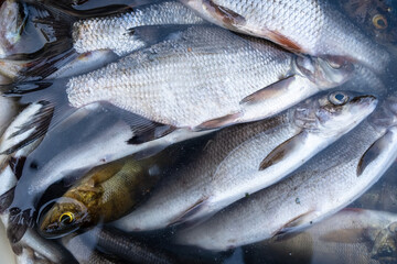 Fresh caught fish lies in a bucket of water. Close-up.