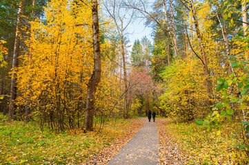A winding path in the autumn forest.