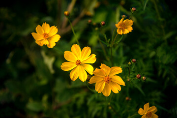 diagonal row of yellow daisies at garden
