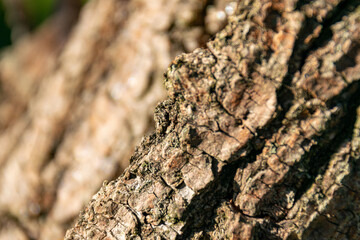 Mrówka na korze drzewa