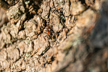 Mrówka na korze drzewa - obrazy, fototapety, plakaty