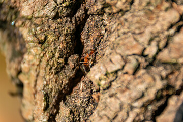 Mrówka na korze drzewa