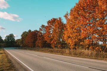autumn leaves in the wind and road