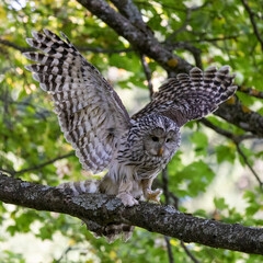 Ein startender Habichtskauz in der Seitenansicht