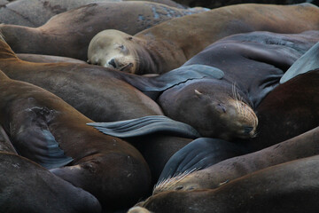 Seals on the pier
