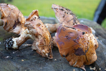 A group of wild mushrooms on a stump against a background of green grass.Forest mushrooms in the forest .Mushroom picking in the forest.Quiet hunting.