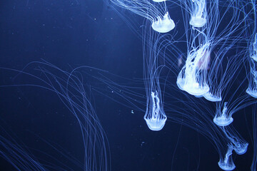 Jellyfish aquarium