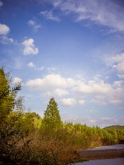 Obraz premium Sky and tree