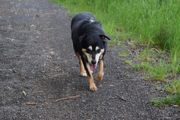 Priesendorf - Bayern - Schwarz/Beiger Hund auf einem Pfad