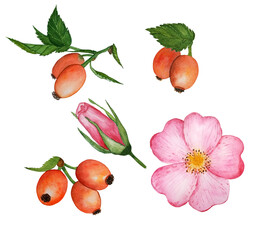 Watercolor rose hips, flower, bud and fruits on a white background.