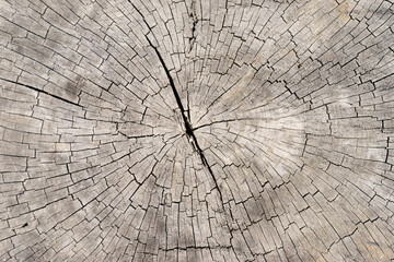 Old bright wood texture background surface with natural pattern