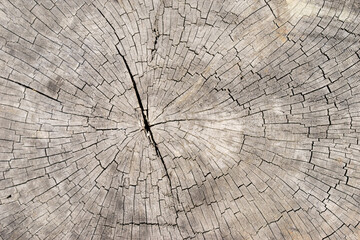 Fototapeta premium Old bright wood texture background surface with natural pattern