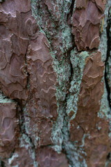 close look at tree bark