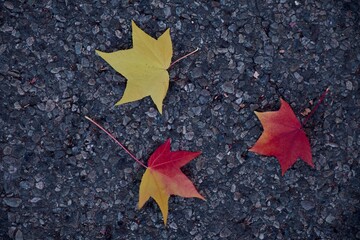red and yellow maple leaf on the ground, graduated composition