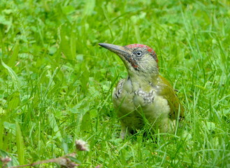 Grünspecht auf einer Wiese
