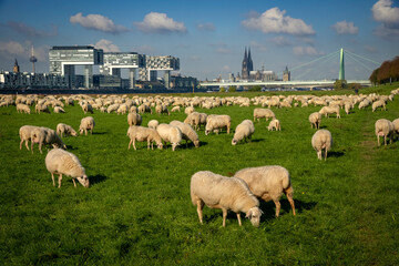 grasende Schafherde auf den Poller Wiesen in Köln