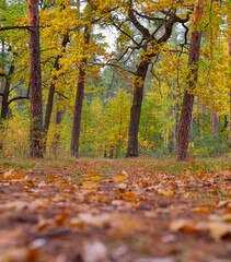autumn oak trees forest leaves