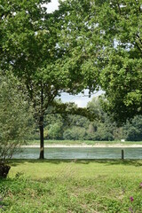 Rhine wetlands Rheinaue at Plittersorfer Altrhein, Plittersdorf, Rastatt, Germany
