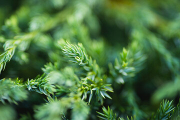Super macro green plant with gentle focus. Blurred background with natural bokeh. Defocus from trees. Abstract beautiful backdrop for text or advertising. Green leaves and dew