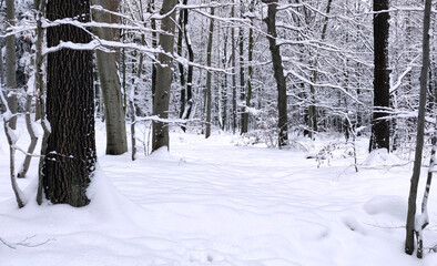 Winter forest in the snow