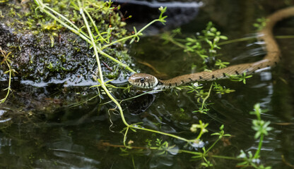 A grass snake into water at spring in saarland, top view