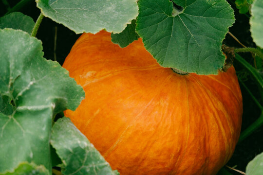 Cloe up of a large pupking growing on a pupkin patch.
