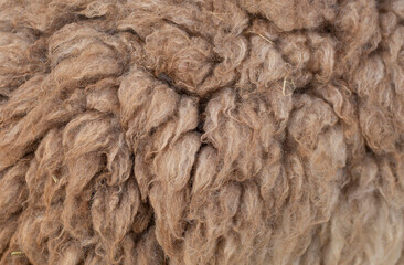 Beautiful natural brown fur pictures.