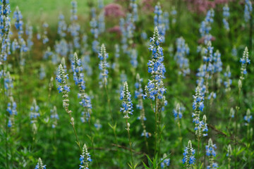Obraz premium Close up of blue wildflower in a forest meadow.