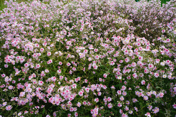 Overview of pink wildflower field.