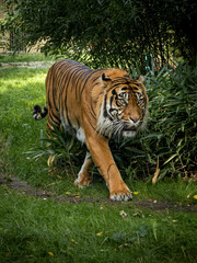 Close-up of a bengal tiger walking on the grass. 