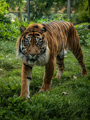 Closeup of a bengal tiger looking at the camera. 