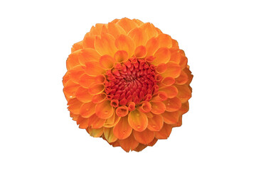 Isolated orange ball dahlia blossom with drops on the petals.