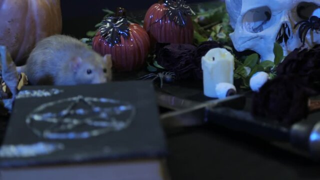 Selective focus. Focus movement from rats to human skull. Altar concept for magic rituals for halloween celebration. Book, herbs, cauldron on the alchemical table of the witch.