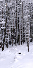 Forest in winter