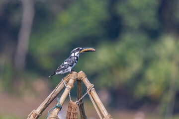 The Catch-  Pied kingfisher (Ceryle rudis) at Purbosthali, West Bengal, India