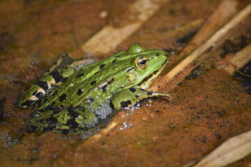Liether Kalkgrube - Schleswig-Holstein - Deutschland - Grüner Laubfrosch im Tümpel / Teich