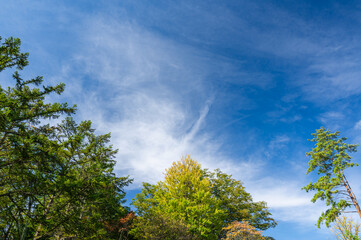 秋のカラマツとイチョウの木