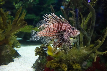 Fish in aquarium.