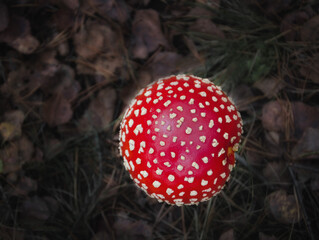 The red cap of the fly agaric is a close-up on a dark background of dry leaves