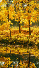 trees with autumn yellow foliage on the shore of the pond