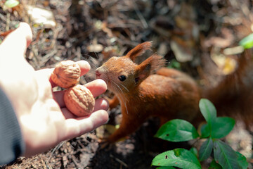 A squirrel eats a nut from a man's hand. The man feeds the squirrel from his hand