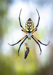 Fototapeta premium Yellow Garden Spider preparing a meal in the Shadow Creek Ranch Nature Park in Pearland, Texas!