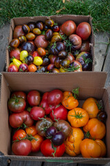 Heirloom tomato harvest in boxes